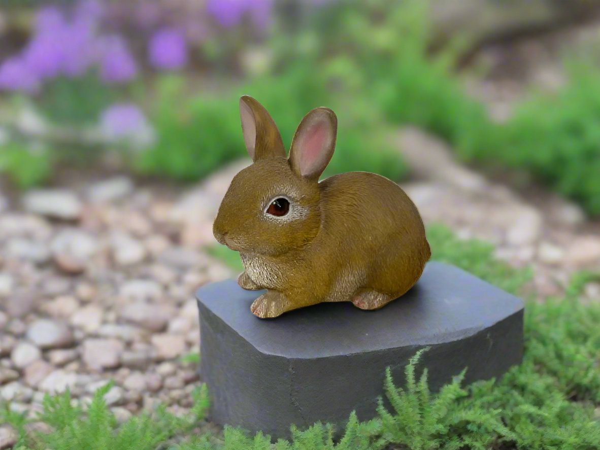 Baby Rabbit