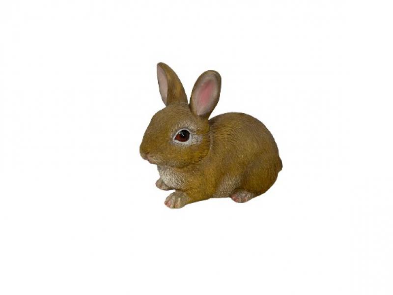 Baby Rabbit